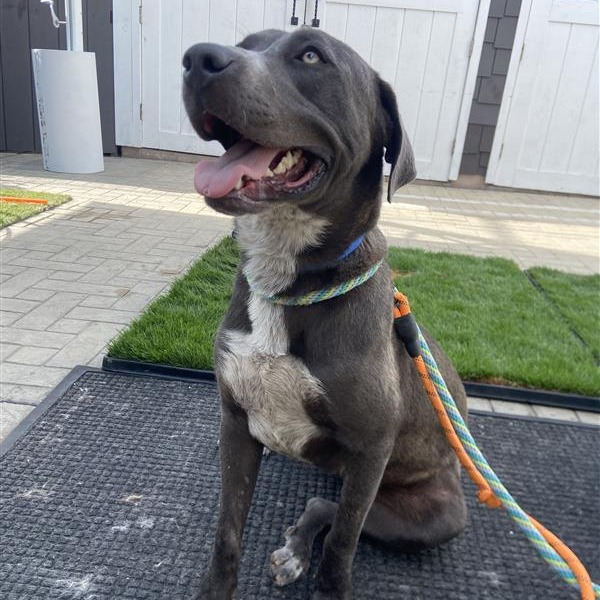 Riku - Terrier, Pit Bull/Mix