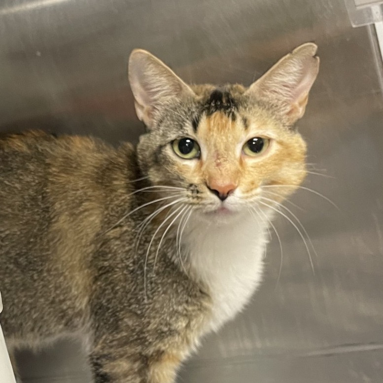 Melina - Domestic Shorthair