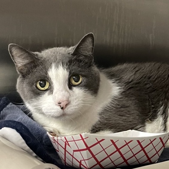 Styx - Domestic Shorthair