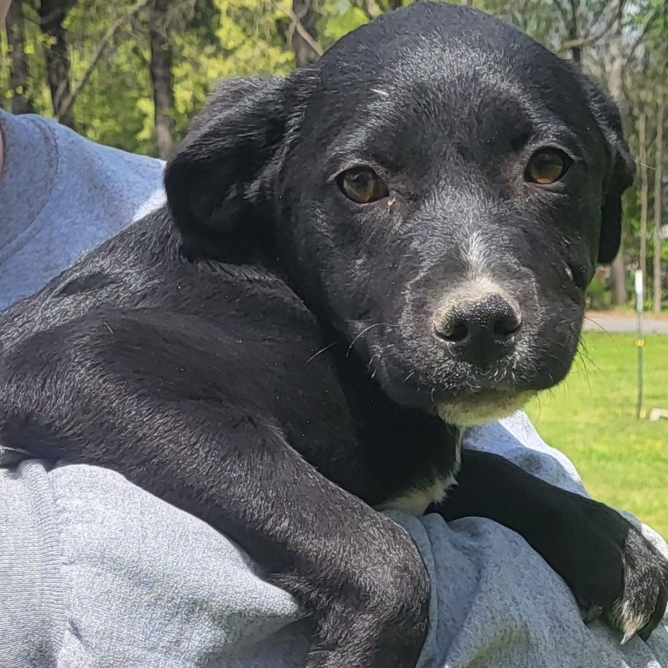 Moxie - Mixed Breed (Medium)