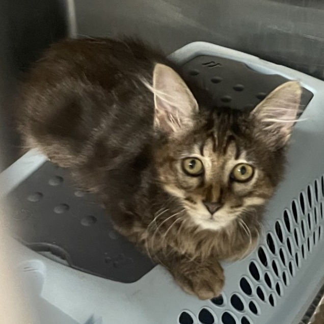 Stormfly - Domestic Medium Hair