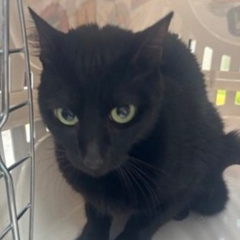 Malak - Domestic Shorthair