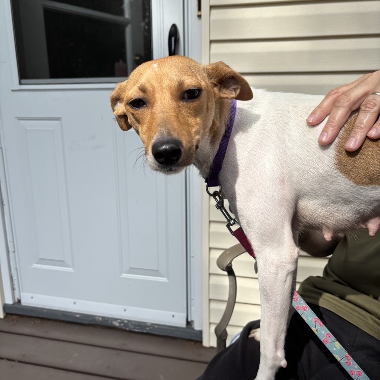 Tinkerbell - Terrier, Fox