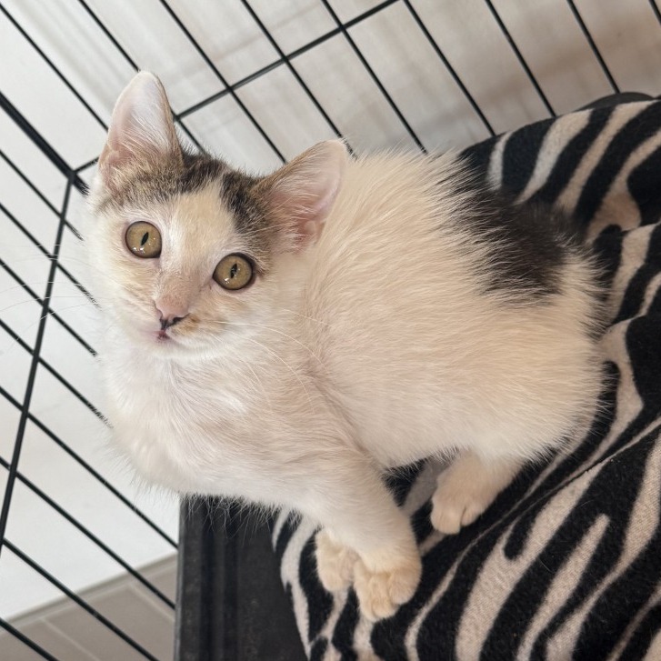 Bubbles - Domestic Shorthair