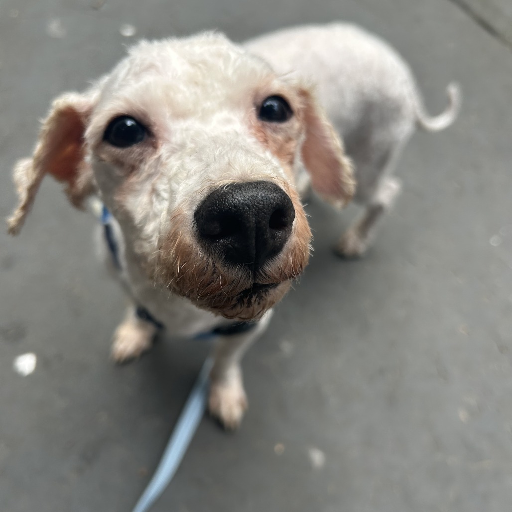 Walter - Mixed Breed (Small)