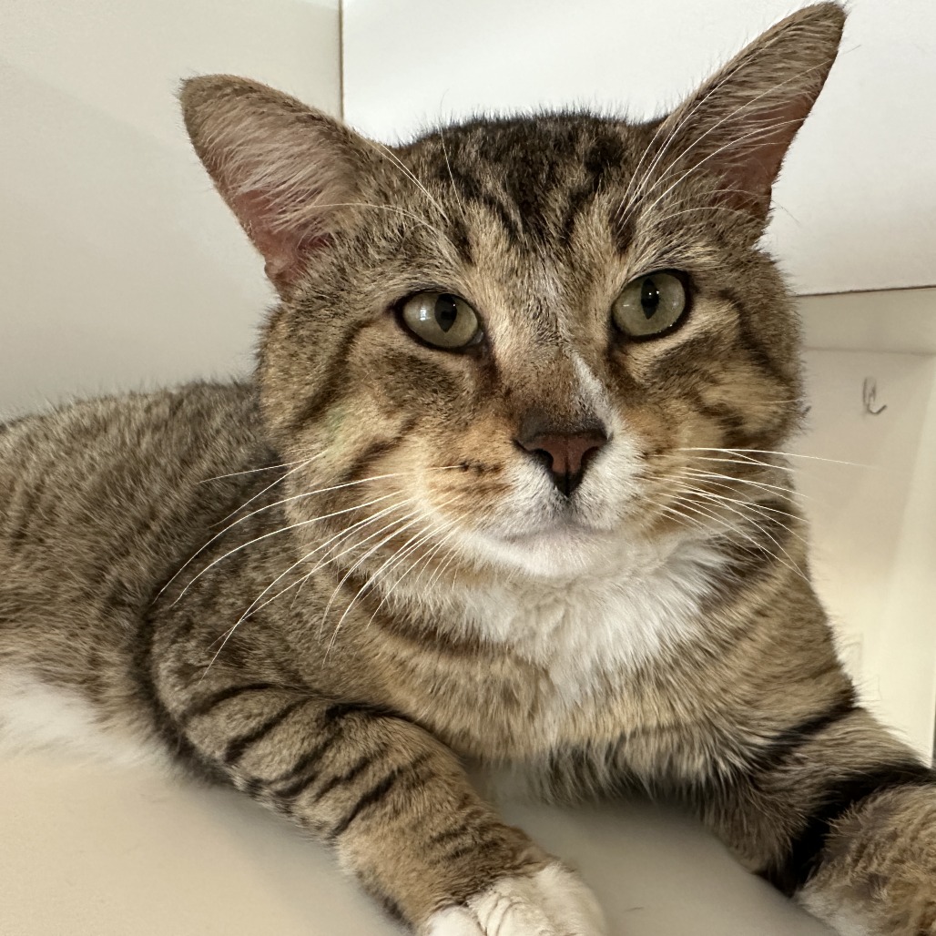 Thump - Domestic Shorthair