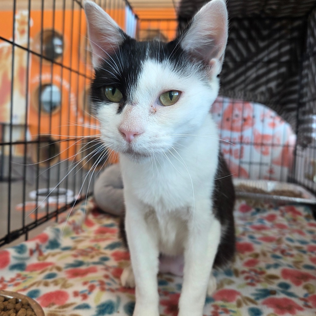 Jennifer - Domestic Shorthair