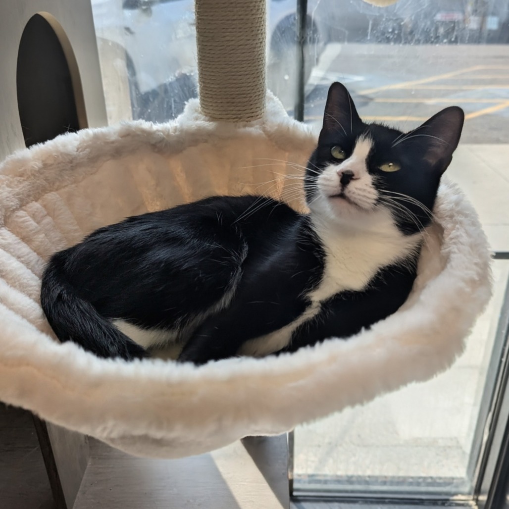 Beck - Domestic Shorthair