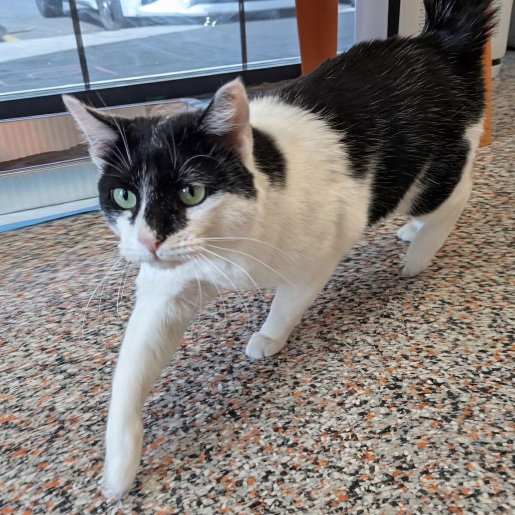 Masque - Domestic Shorthair