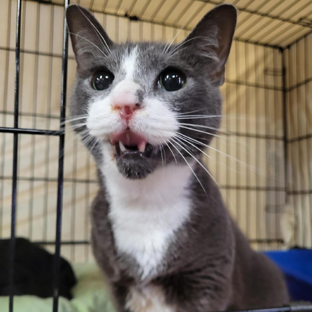 Pixel - Domestic Shorthair