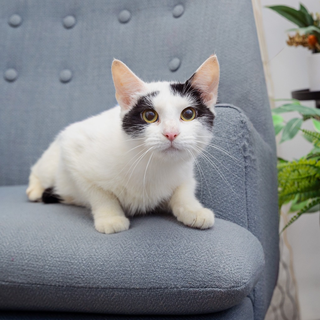 Ballora - Domestic Shorthair