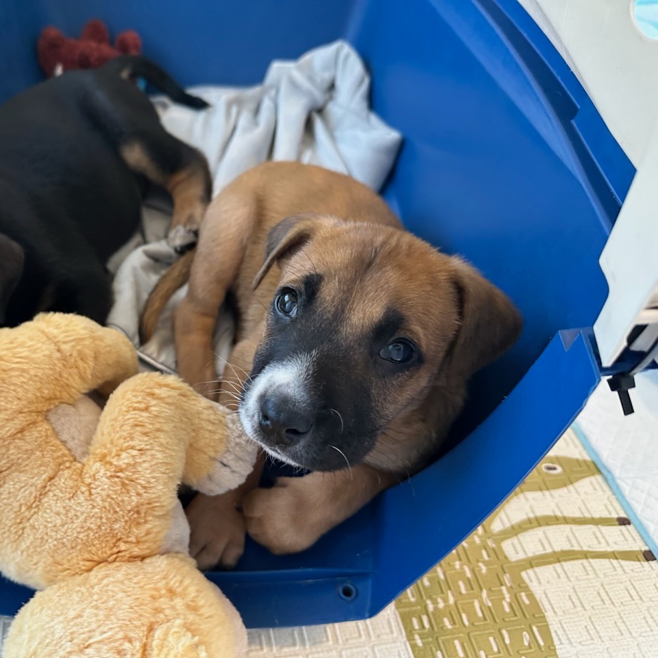 Wario - Terrier, American Staffordshire/Mix