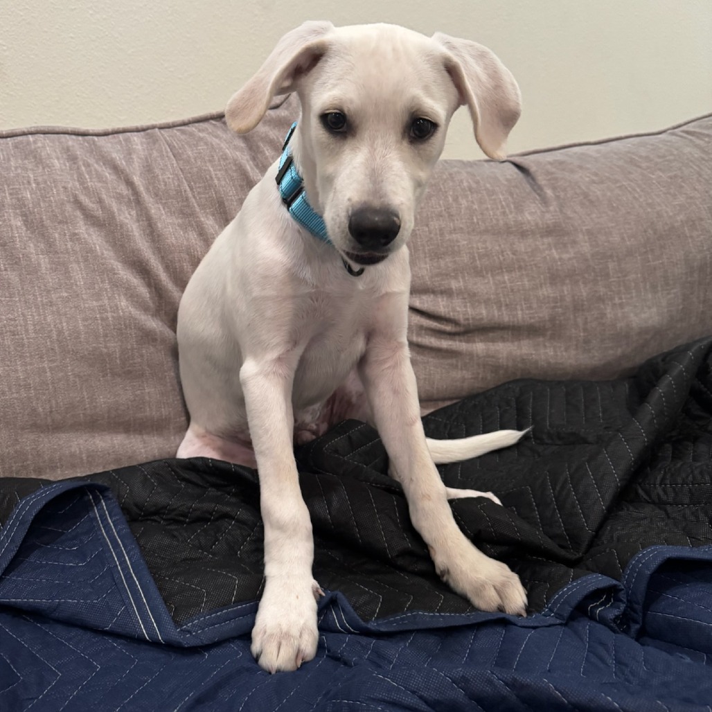 Peter Barker - Mixed Breed (Medium)