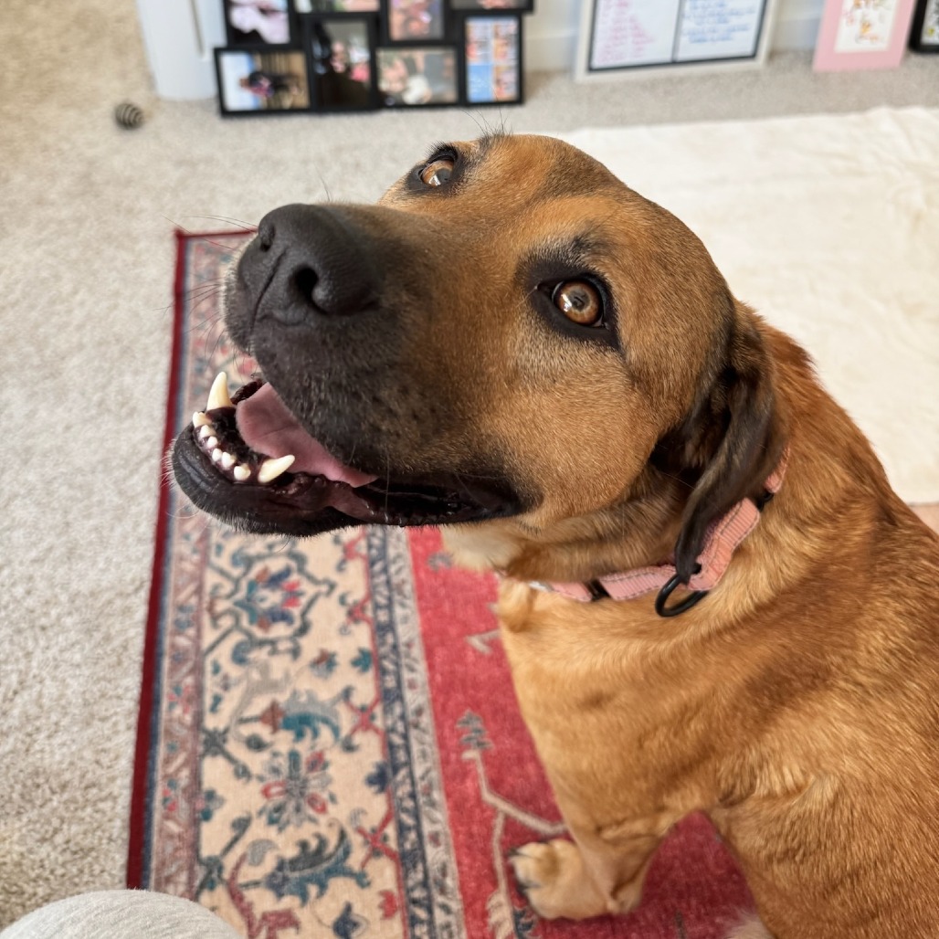 Connie - Mixed Breed (Large)