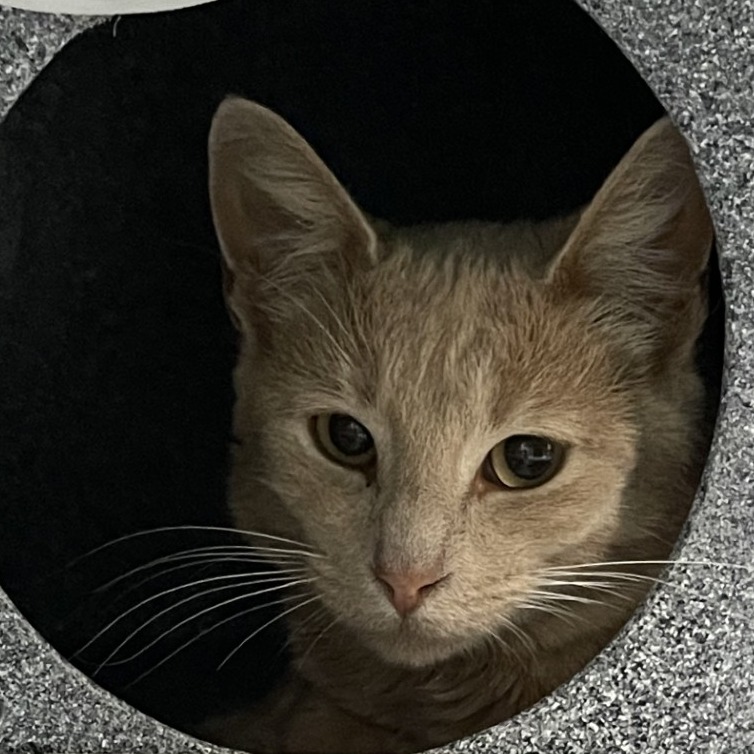 Buffer - Domestic Shorthair