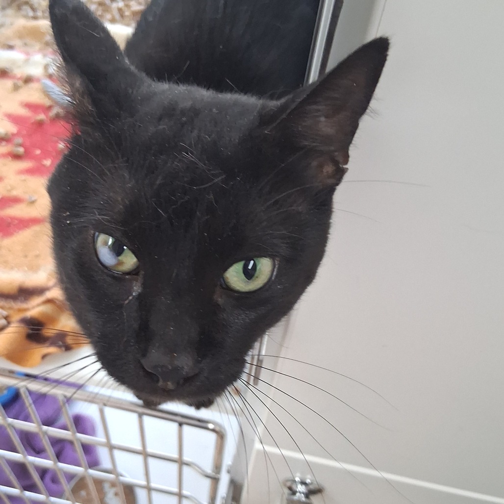 Holliday - Domestic Shorthair