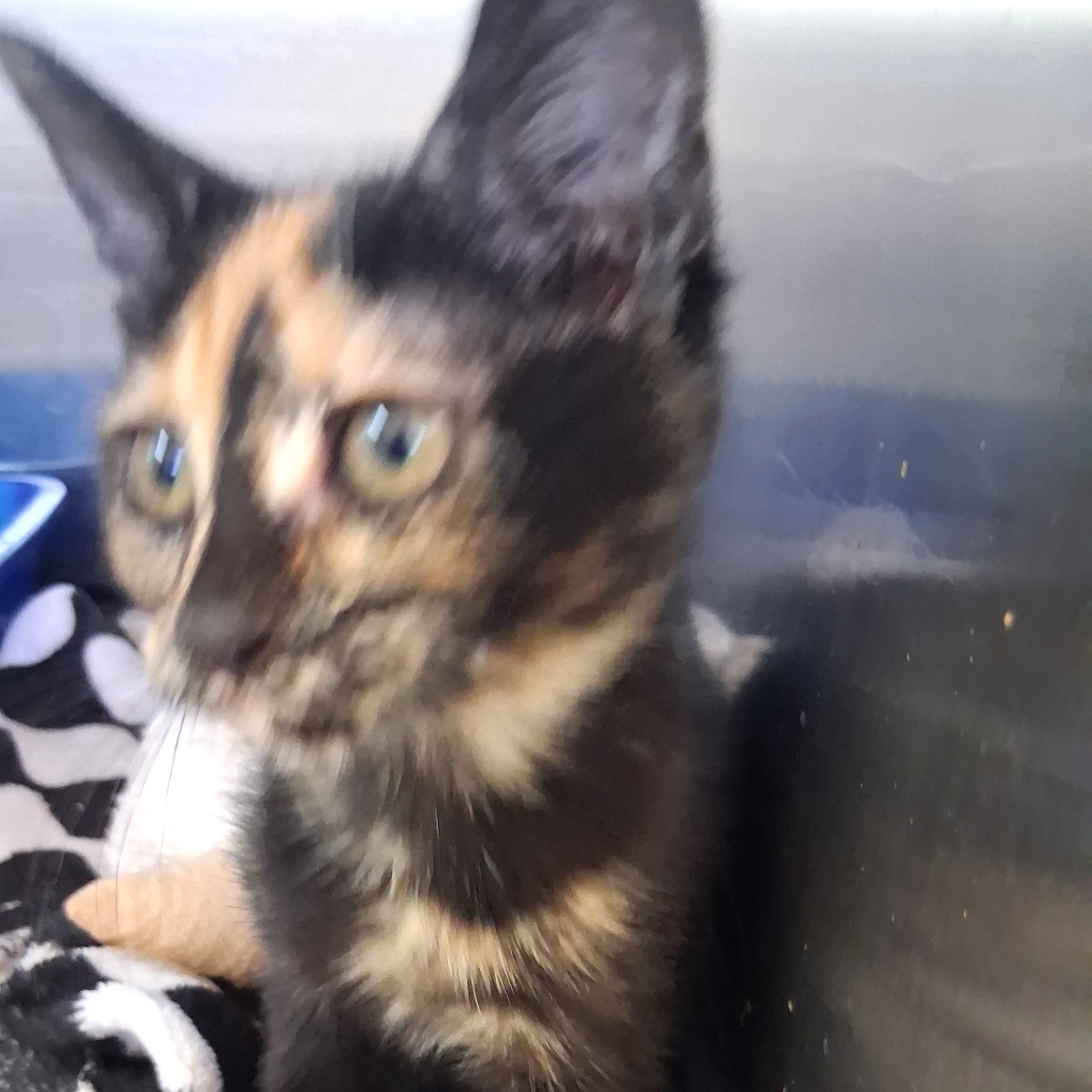 Autumn - Domestic Shorthair