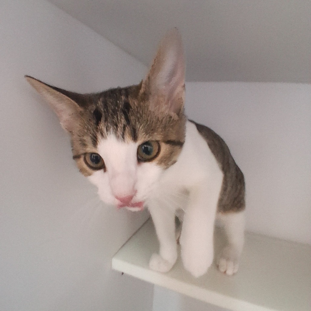 Anelli - Domestic Shorthair