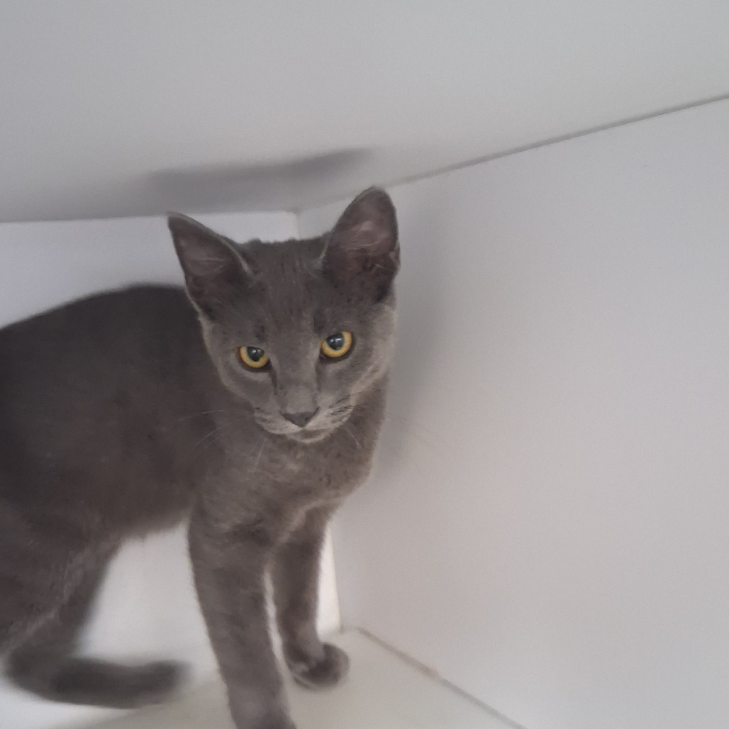 Linguine - Domestic Shorthair