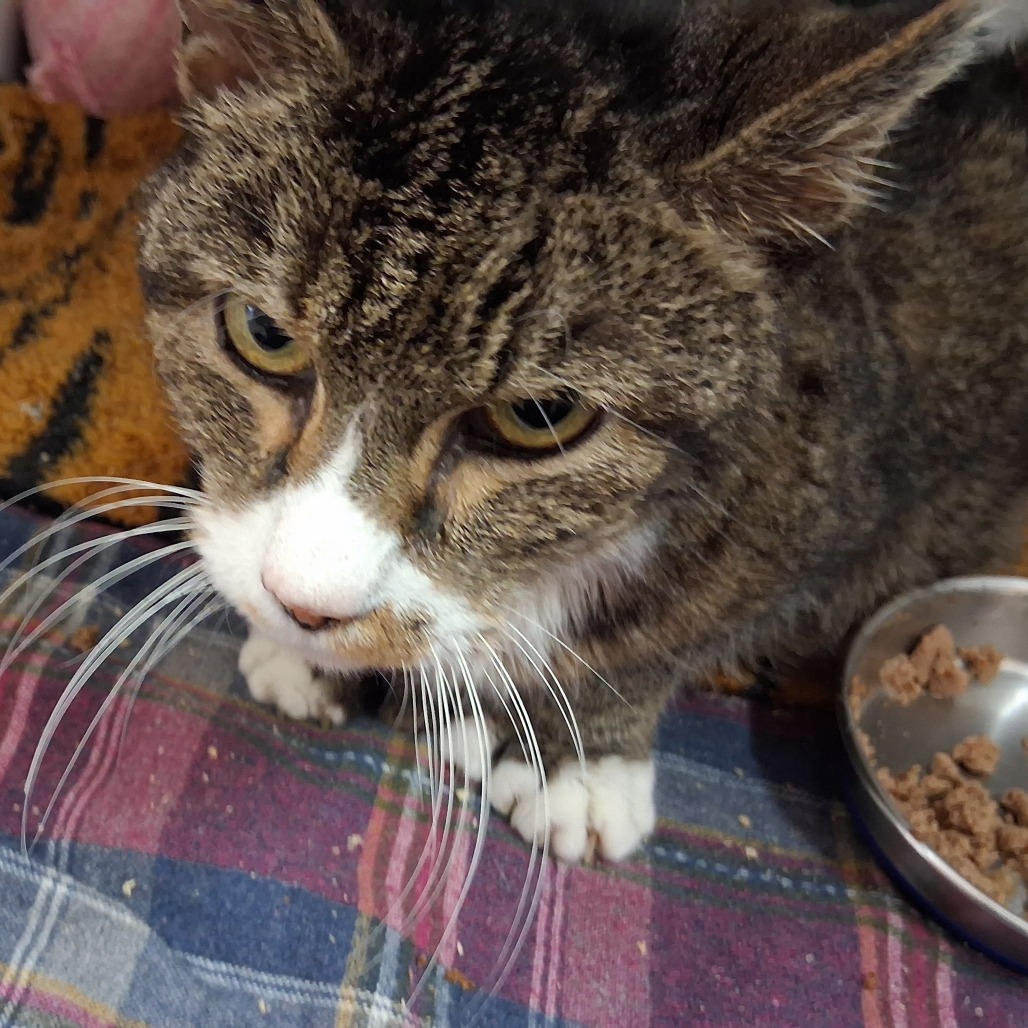 Felix - Domestic Shorthair