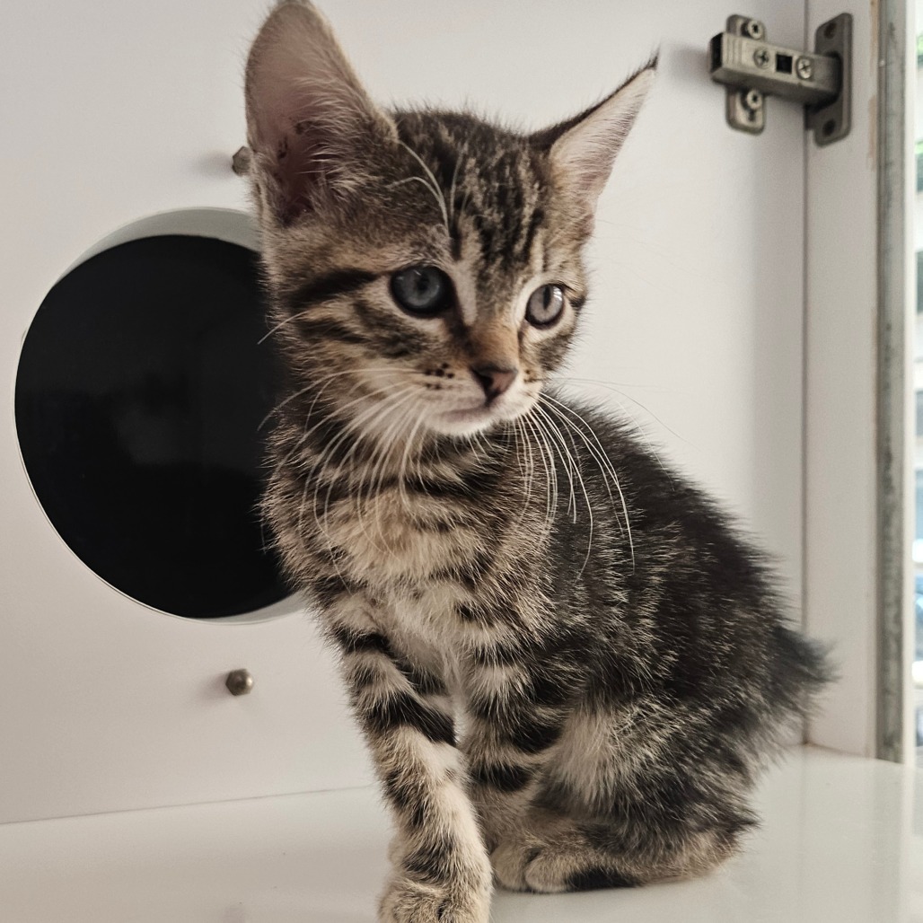 Zany - Domestic Shorthair