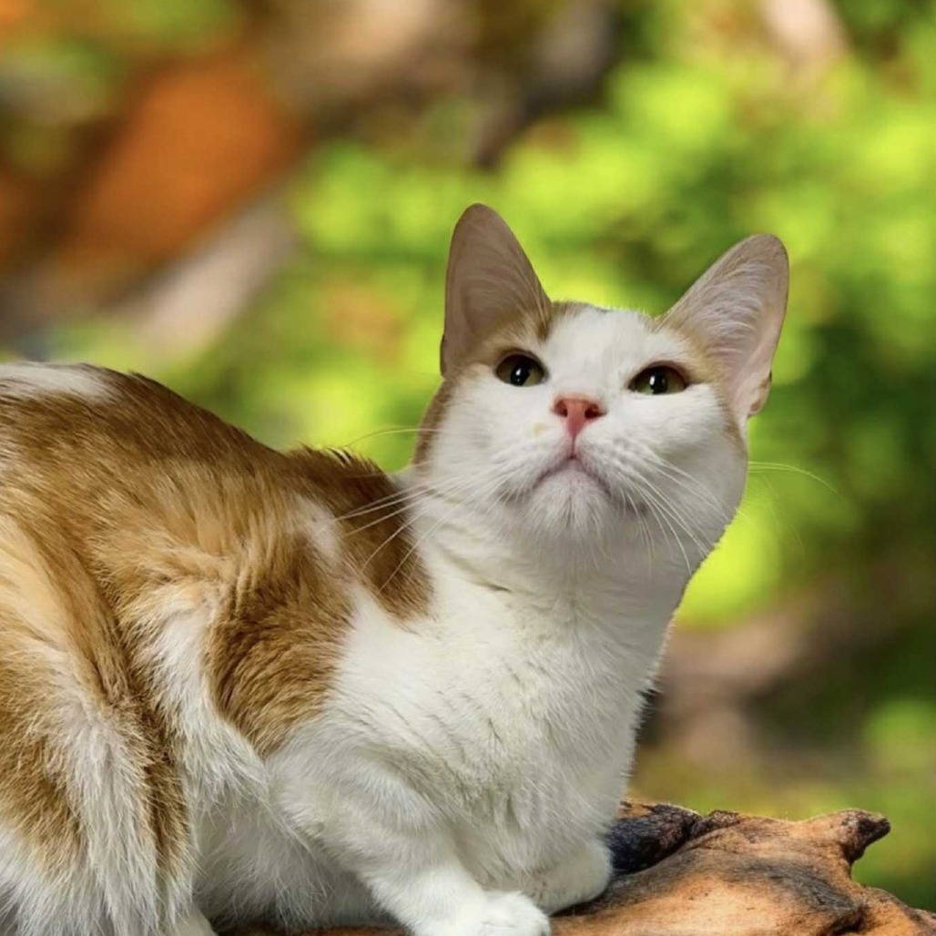 Nika - Domestic Shorthair