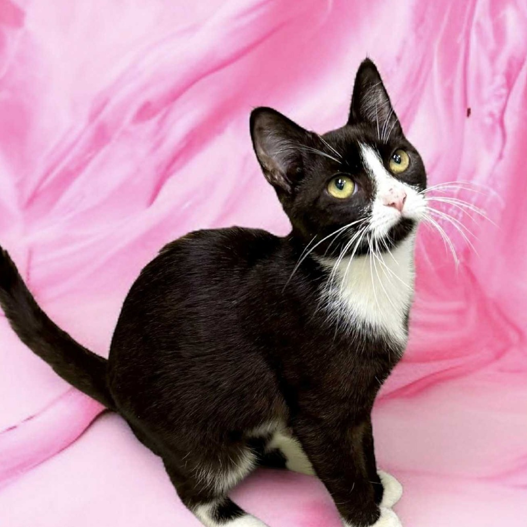 Pepper - Domestic Shorthair