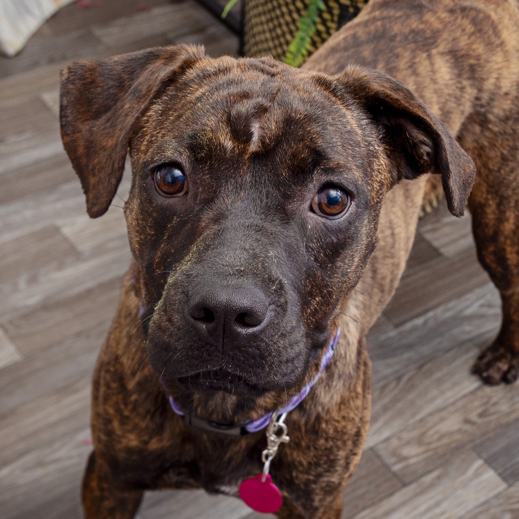 Lovelace - Terrier, American Staffordshire/Mix