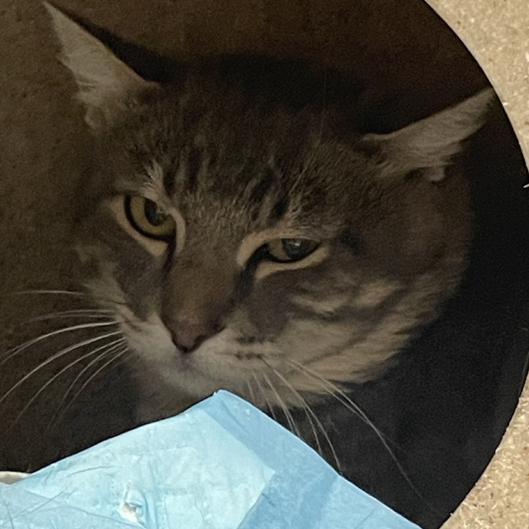 Helsing - Domestic Shorthair