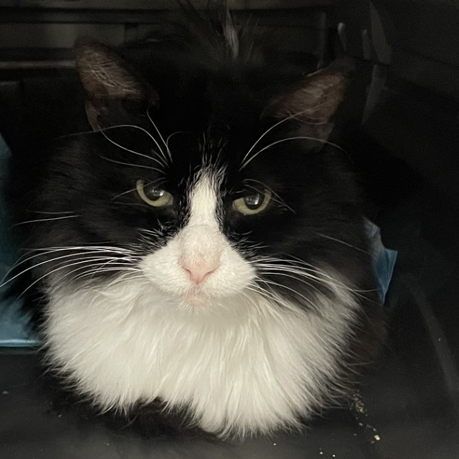 Angel - Domestic Longhair