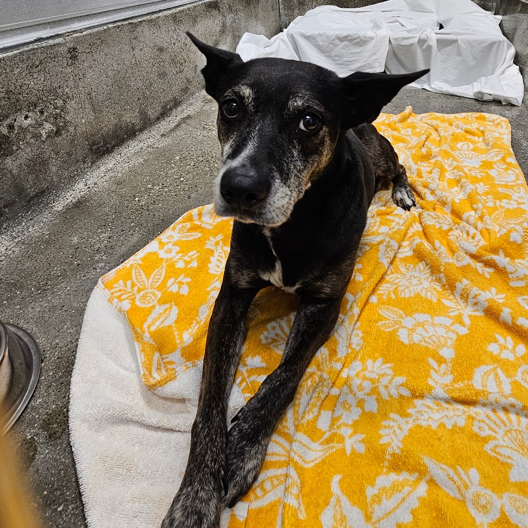 Chica - Catahoula Leopard Dog/Mix
