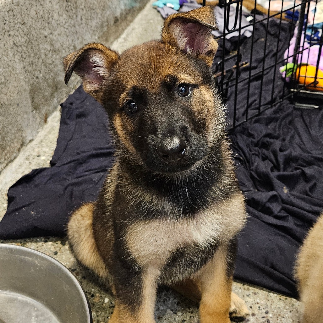 Serena - Shepherd/Mix