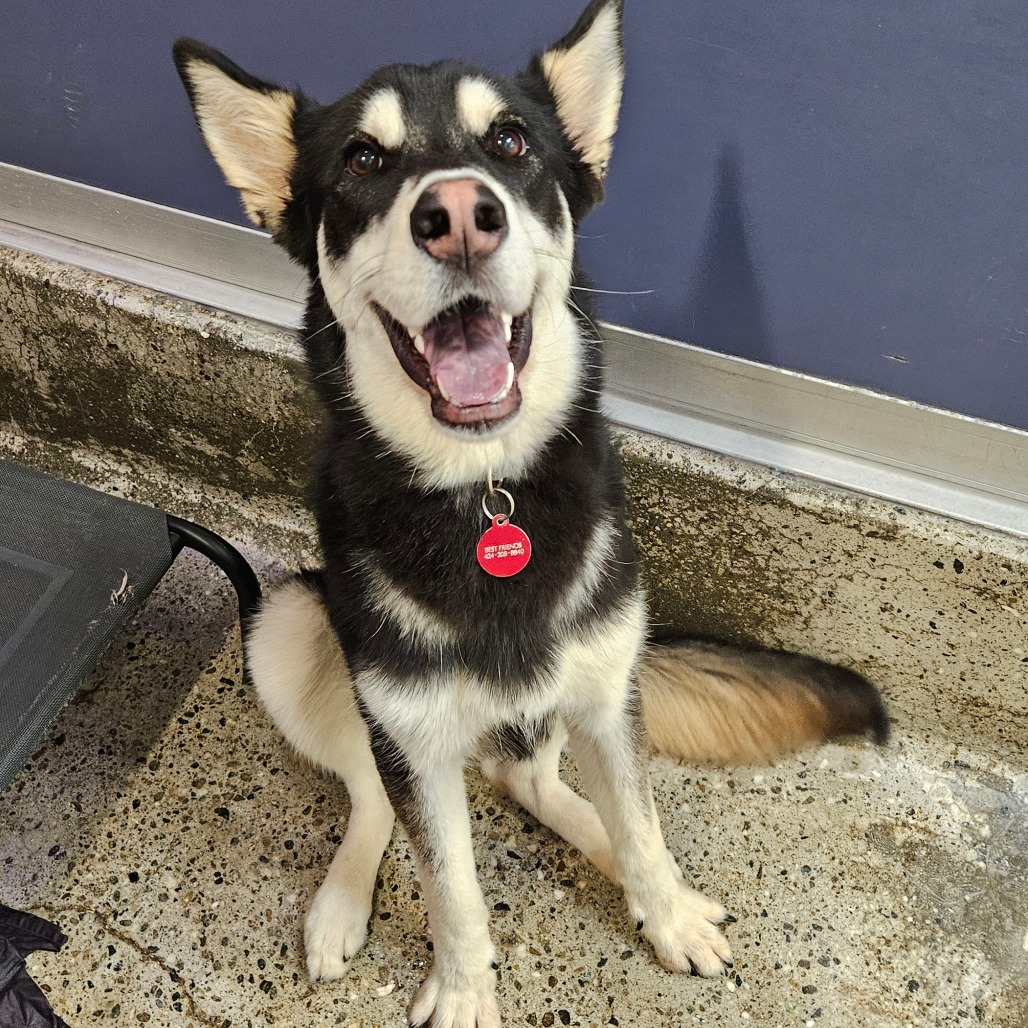Hanzo - Husky, Alaskan/Mix