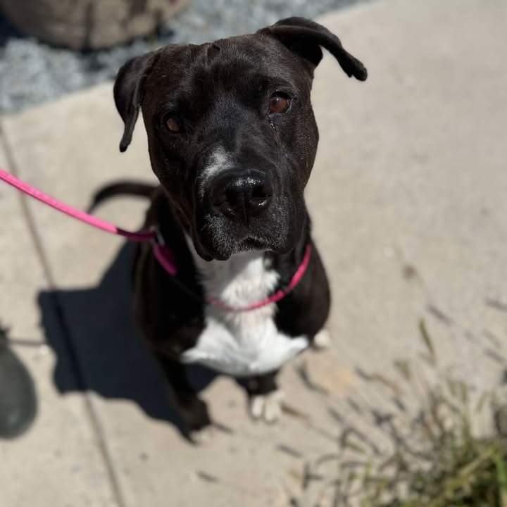 Boris - Mixed Breed (Medium)/Terrier, Pit Bull