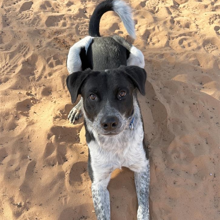 Major - Cattle Dog/Mix
