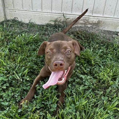 Queeny - Mixed Breed (Medium)