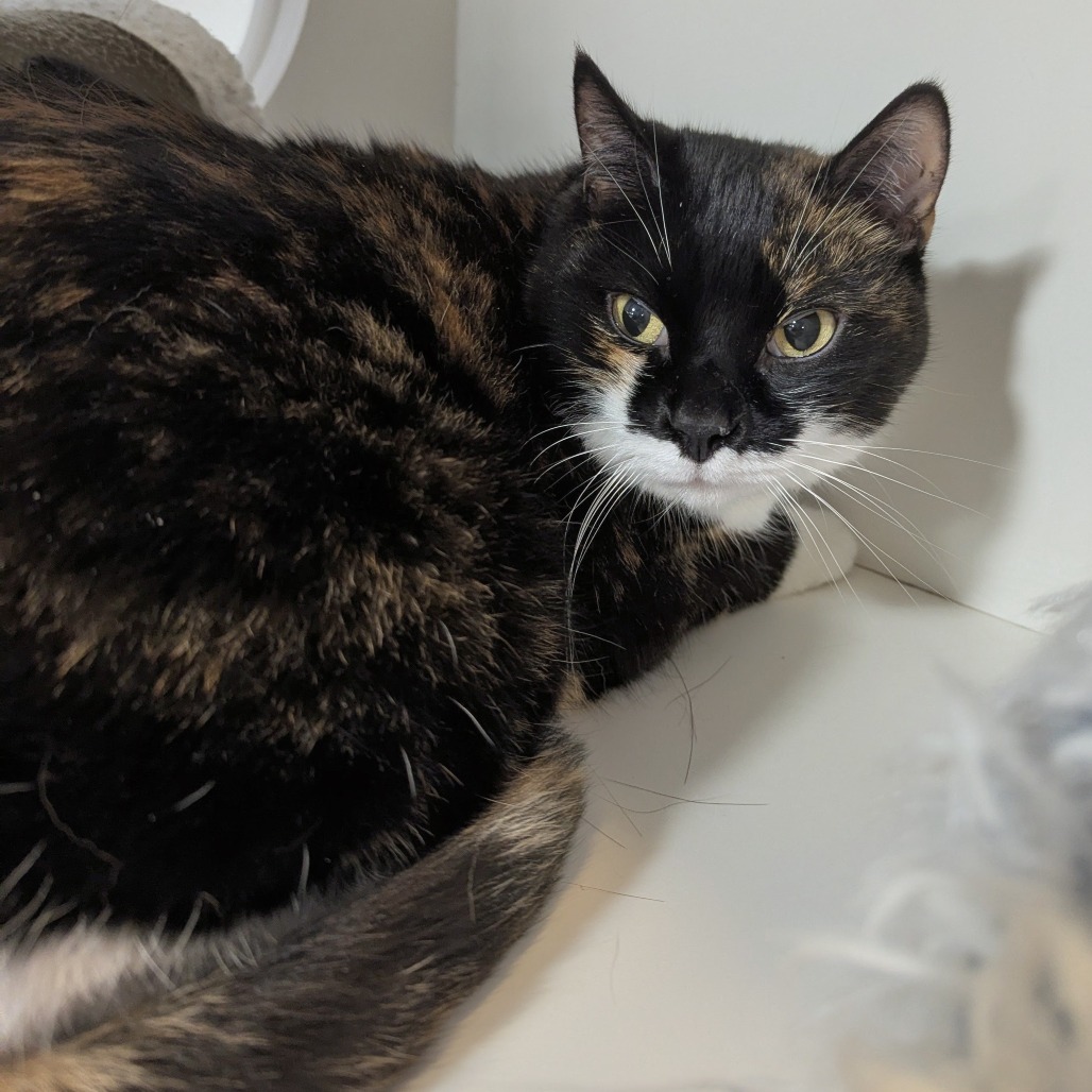 Pudge - Domestic Shorthair