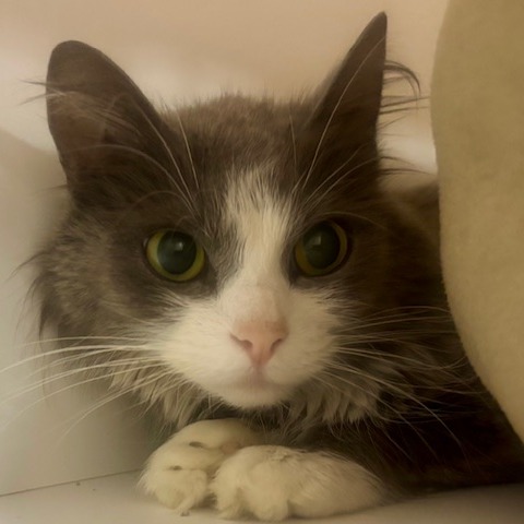 Coco - Domestic Longhair