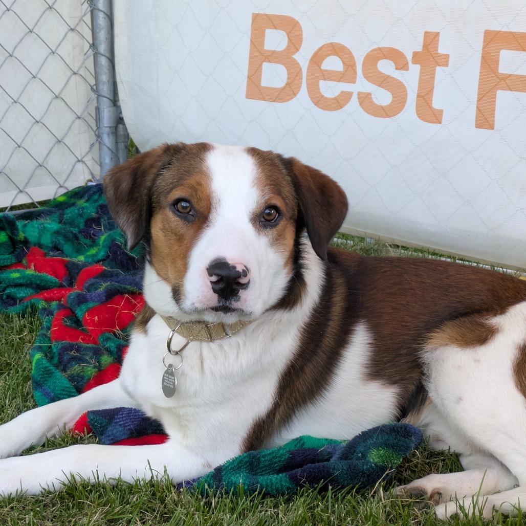 Georgie - Mixed Breed (Medium)/Cattle Dog