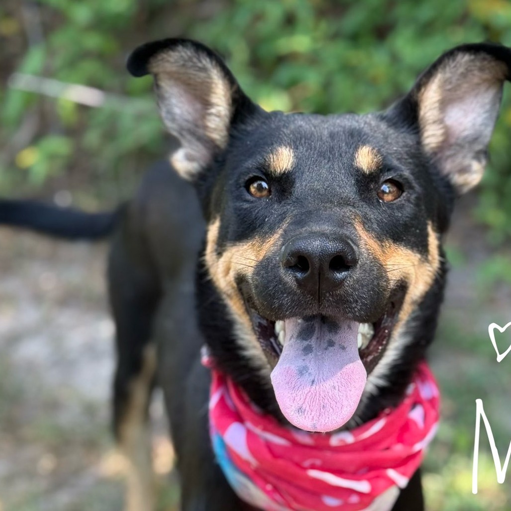 Ms. Wiggles - Mixed Breed (Medium)