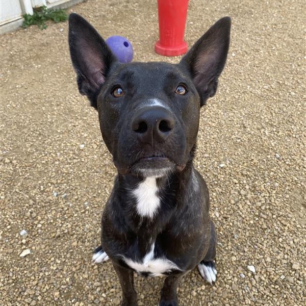 Angelica - Mixed Breed (Medium)