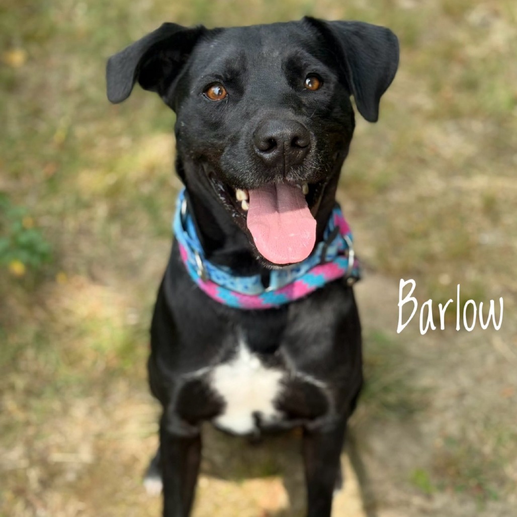 Barlow - Mixed Breed (Medium)