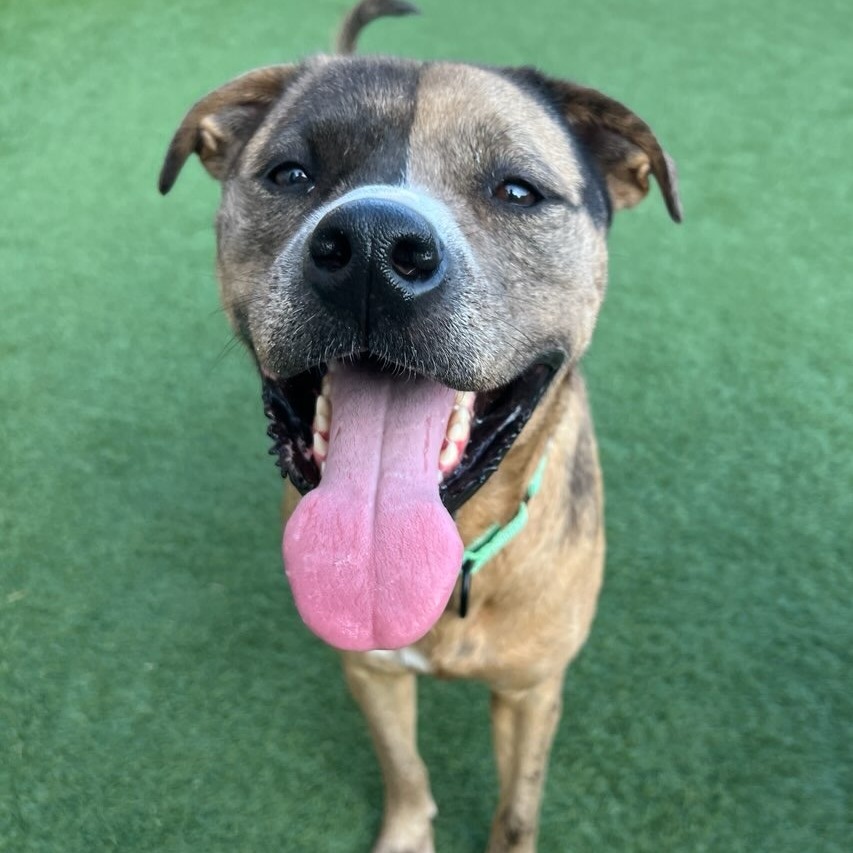 Jaina - Mixed Breed (Medium)