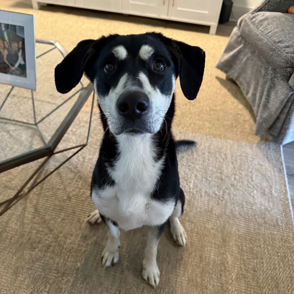 Grace - Mixed Breed (Medium)