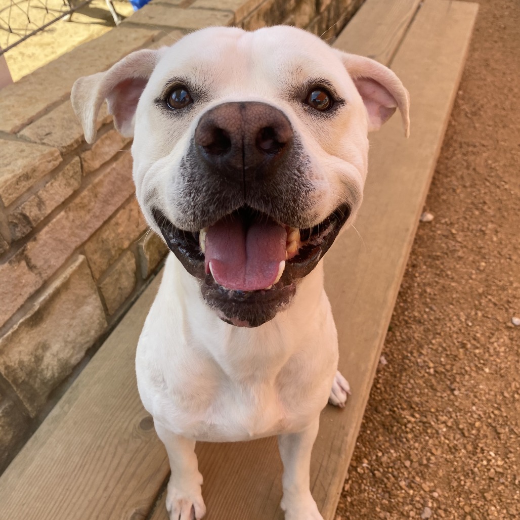 Lawrence - Mixed Breed (Medium)