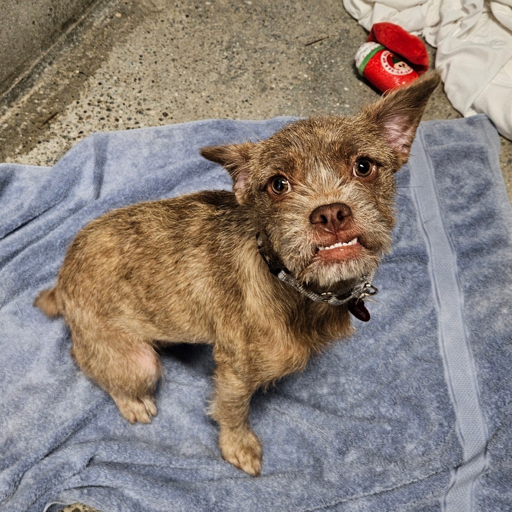 Princess Daisy - Terrier/Mix