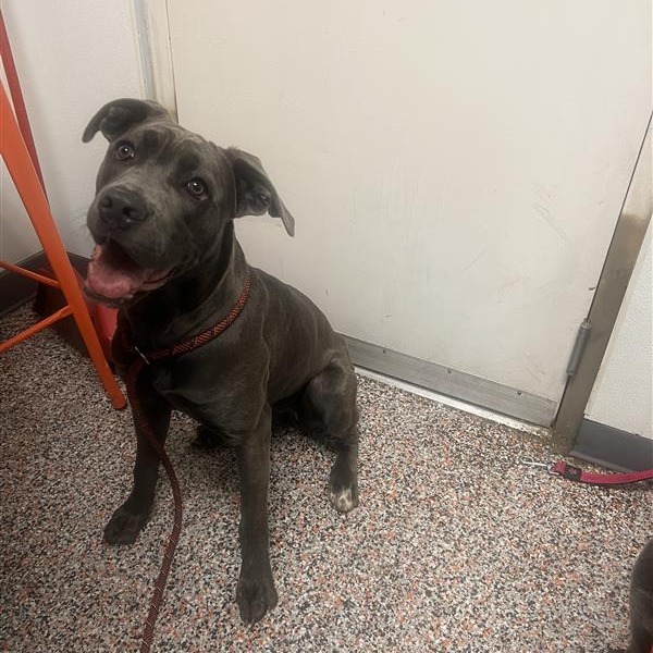 September - Mixed Breed (Large)/Mastiff, Cane Corso