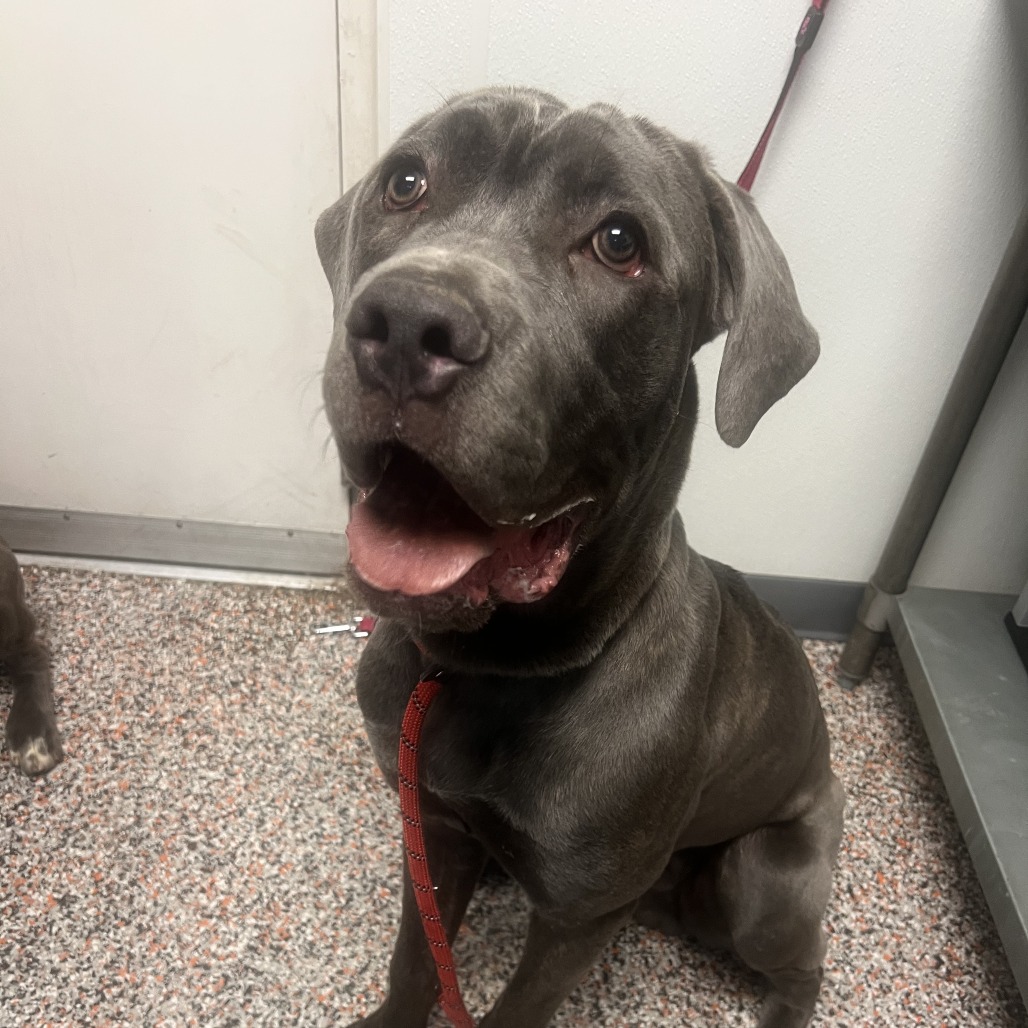 October - Mixed Breed (Large)/Mastiff, Cane Corso