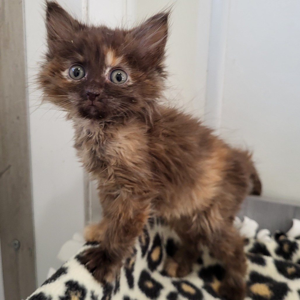 Specks - Domestic Medium Hair