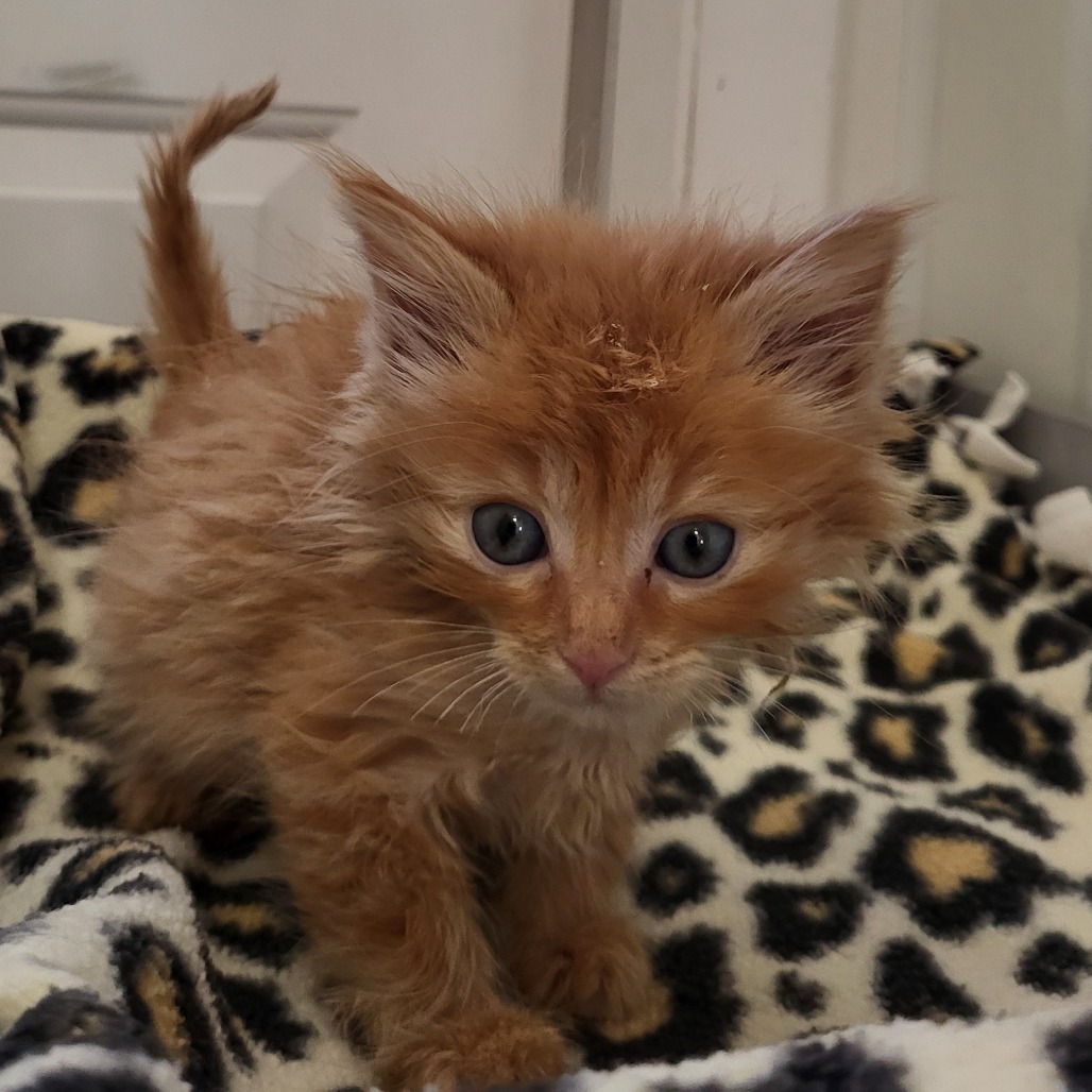 Gherkin - Domestic Medium Hair